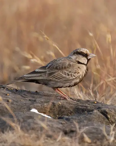 Ashy-crowned Sparrow-Lark