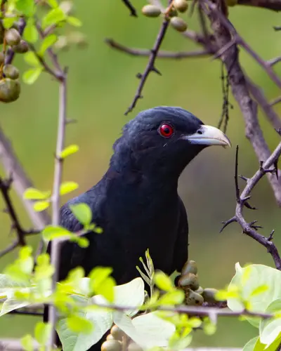 Asian Koel