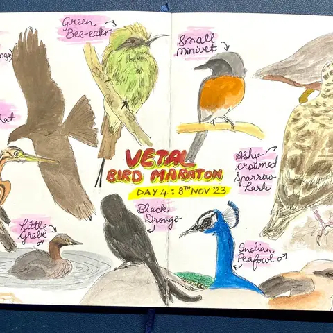 Field sketches of birds seen during VTBM 2023