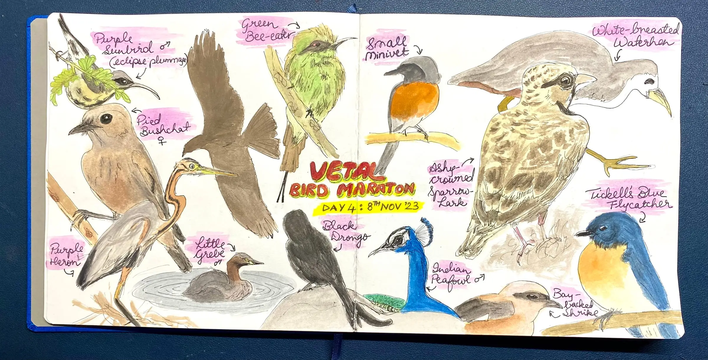 Watercolour sketches of birds seen on Vetal Tekdi, from a trip report