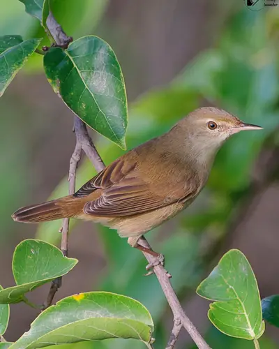 Blyth's Reed Warbler