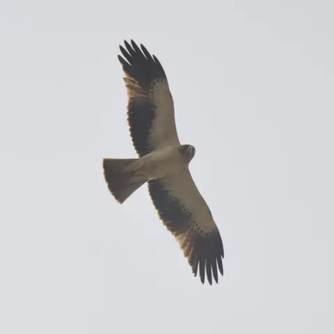 Booted Eagle