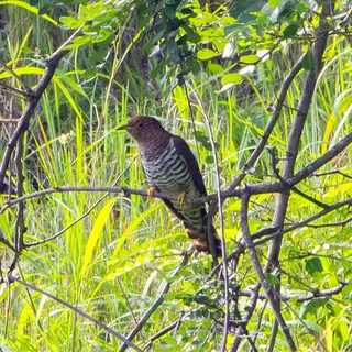 Cuckoo (hepatic female)