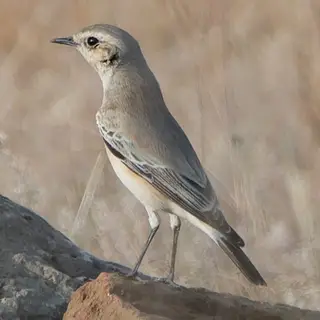 Desert Wheatear