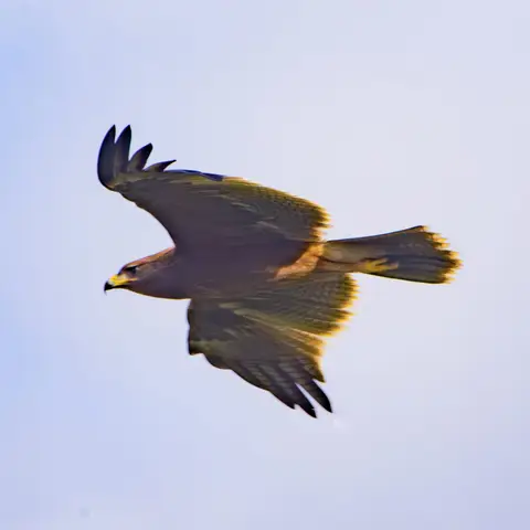 Eagle in flight (species to confirm)