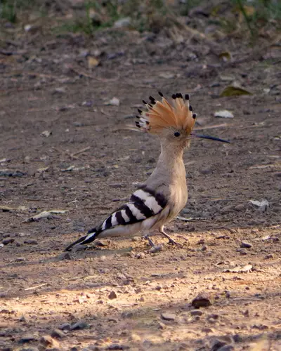 Eurasian Hoopoe