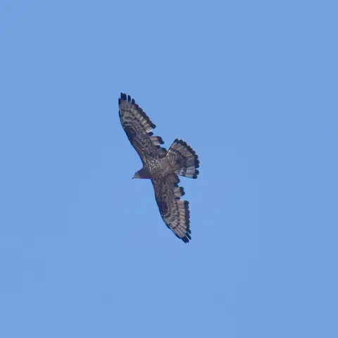 European Honey-buzzard over the tekdi