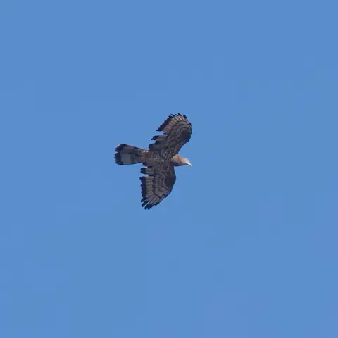 European Honey-buzzard, underwing