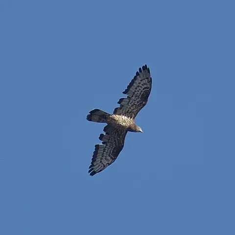 European Honey-buzzard in flight