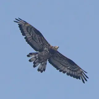 European Honey-buzzard