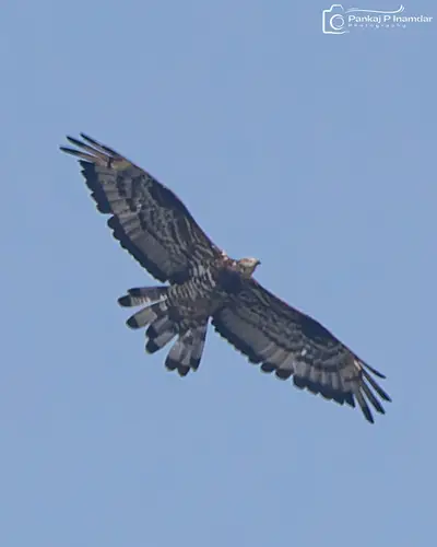 European Honey-buzzard