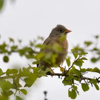 Gray-necked Bunting
