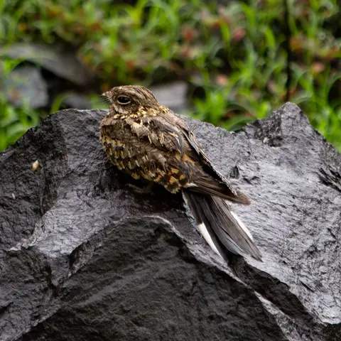 Indian Nightjar on rock