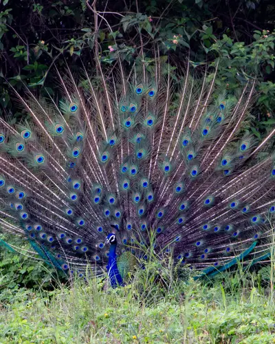 Indian Peafowl