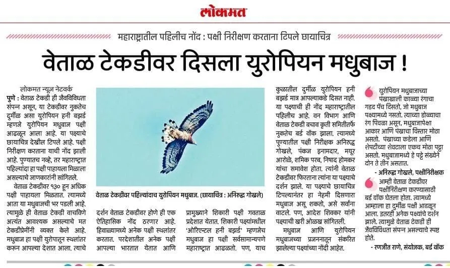 Clipping: वेताळ टेकडीवर दिसला युरोपियन मधुबाज!