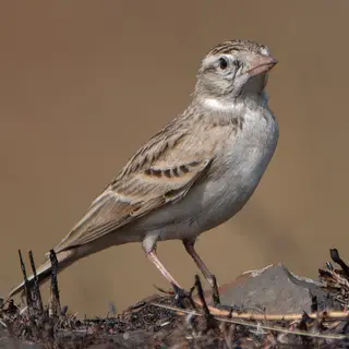 Mongolian Short-toed Lark