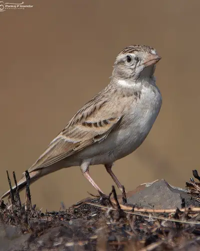 Mongolian Short-toed Lark