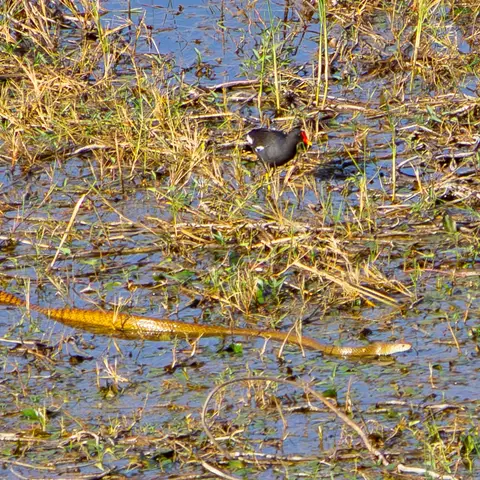 Eurasian Moorhen and Checkered Keelback in the quarry wetland