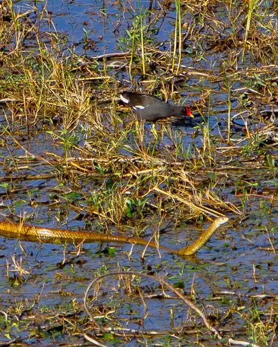Eurasian Moorhen