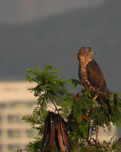Oriental Honey-buzzard