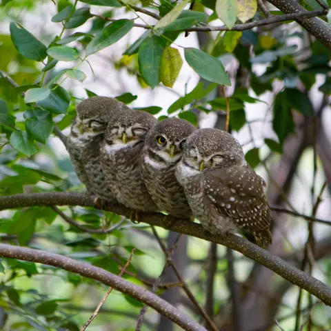 Four Spotted Owlets on one branch