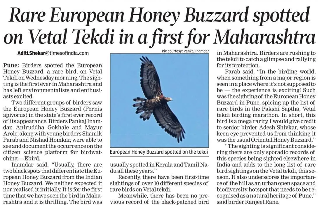 Clipping: Rare European Honey Buzzard spotted on Vetal Tekdi in a first for Maharashtra