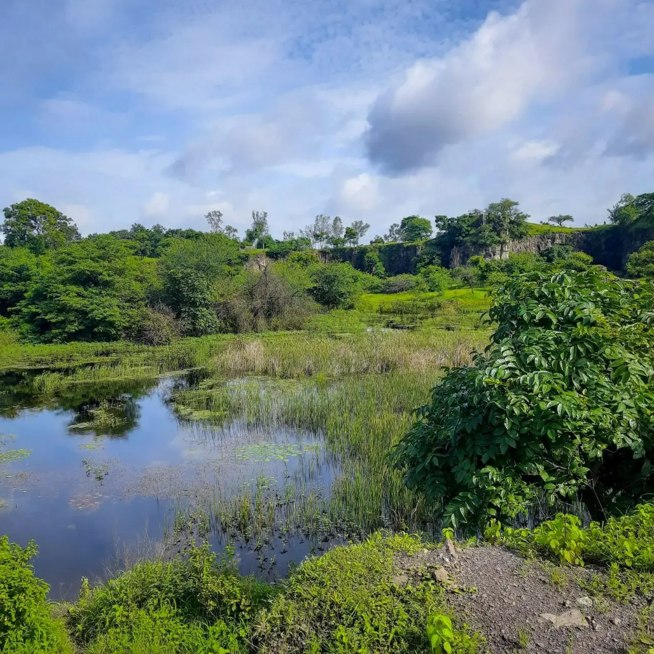 Wetland on Vetal Tekdi