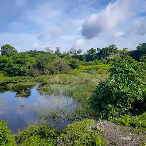 Wetland edge