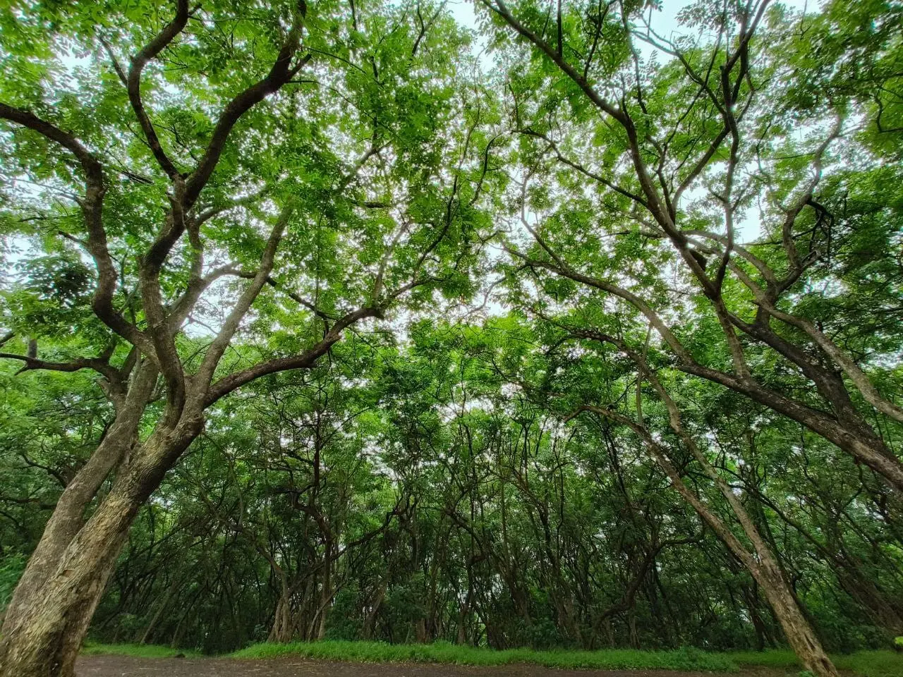 Woodland on Vetal Tekdi