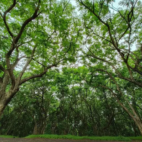 Woodland canopy