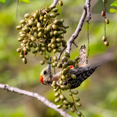 Yellow-crowned Woodpecker feeding on fruit