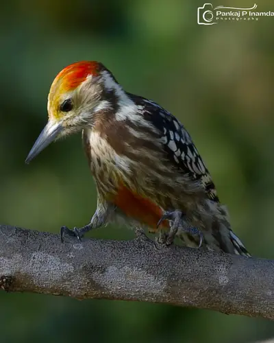 Yellow-crowned Woodpecker